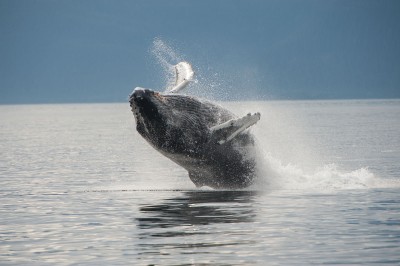 Humpback Whale Breach