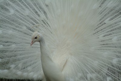 White Peacock