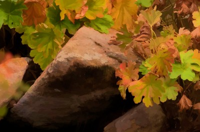 Wild Rhubarb "Painting" along the South Fork American River