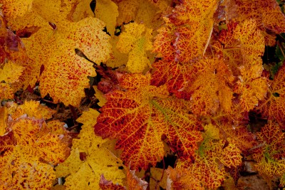 Wine Grape Leaves in Fall