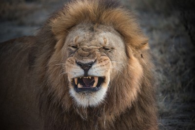 yawning-male-lion-tanzania