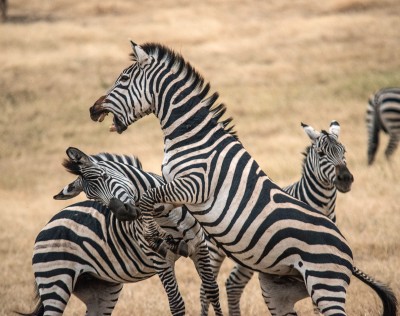 Fighting Zebras, Ngorongoro Crater, Tanzania